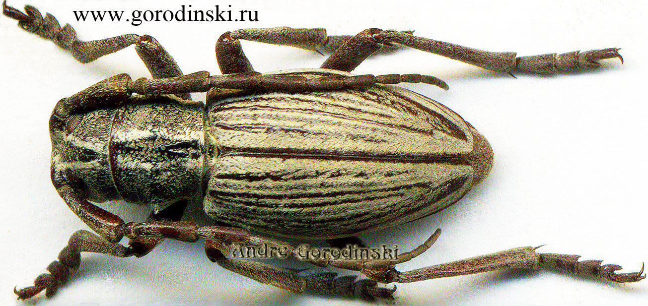 http://www.gorodinski.ru/cerambyx/Eodorcadion shanxiense.jpg